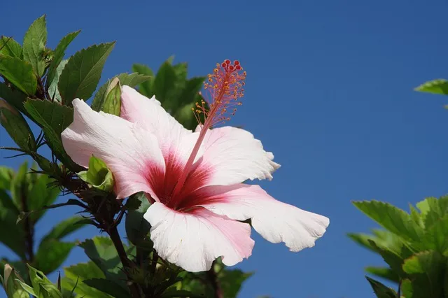 Fiore di Madeira