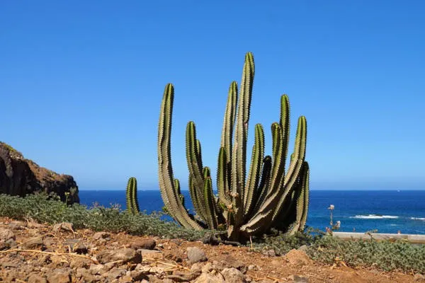 Canarie